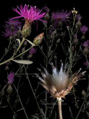 California-Thistle