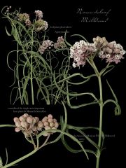Narrowleaf-Milkweed