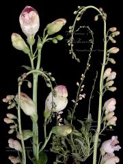 Palmers-Penstemon