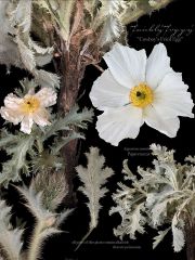 Prickly-Poppy