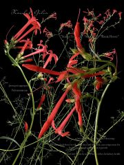 Scarlet-Gilia