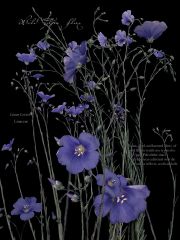 Wild-Blue-Flax