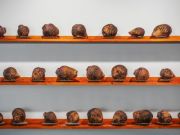 Katerie-Gladdys_rutabaga-1