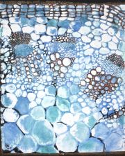 anandakuttan_krista_cells-copy