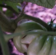 Closeup #3002