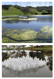 Water Lilies - Terrior