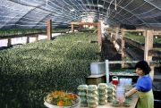 8.Greenhouse-4
