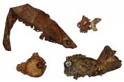 6-four-fish