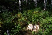 detritus-site