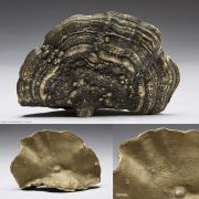 ML_brass Conch_Fungus