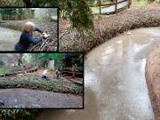 4_m-obrien_thicketdetails