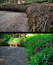 5_m-obrien_thicket-new-grown