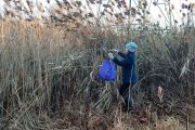 babcock-phragmites