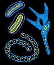 michele-guieu-plankton-installation-MAH-02