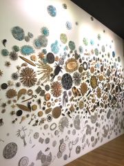 michele-guieu-plankton-wall-San-Diego-City-College1