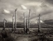 garth_m-a-death-in-the-desert-1