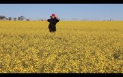 gm-canola-trial-run-
