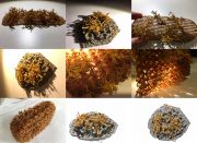 Gutierrez_3DCorkWaste&PLAsubstrates_Mold&LichenGrowthtests_Photo_MPG_1.46_MB