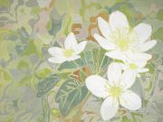 Khorover.ThalictrumThalictroides