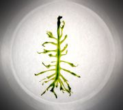 Green-Aligante-Leaf-test