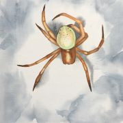 Dubiel-spider