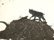 Where Do They Go After Their Forest Has Been Stolen?