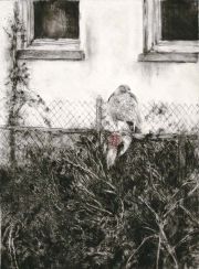 Hawk in the Garden