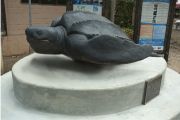 pamelas-tortuga
