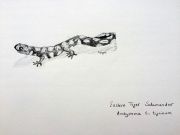 petra-salamander-drawing
