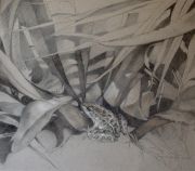 spotted-leopard-frog-2