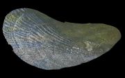 Mussel Island video 