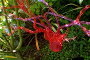 Heart Nest