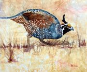 ca-quail-600x400