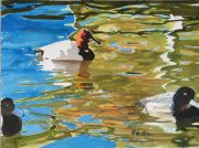canvasback-and-scaups-on-sf-bay