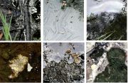 mueller_eco-prints150