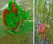 mueller_morninggardens150