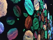 72Coral_Cadence_Overview_2