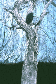 schneider1
