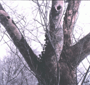 schneider3