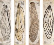 insect-Wings