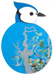 bluejay