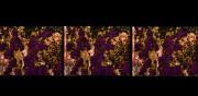 gevurtz_prairiePollinators_still