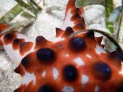 2-cu-starfish-underwater_923