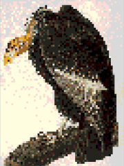 18in-x-24in-Pixelated-Bird-Watching