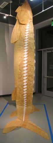 GHOST OF STURGEONS PAST: SKIN OF OUR ANCESTORS