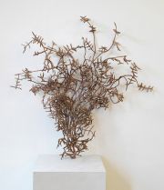 5_Coral_1