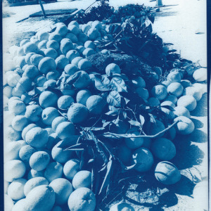 Grapefruit, 2020