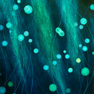 Plastic Plankton, Deborah Kennedy