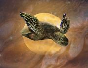 TurtleIsland