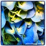 carrieleeschwartz-5